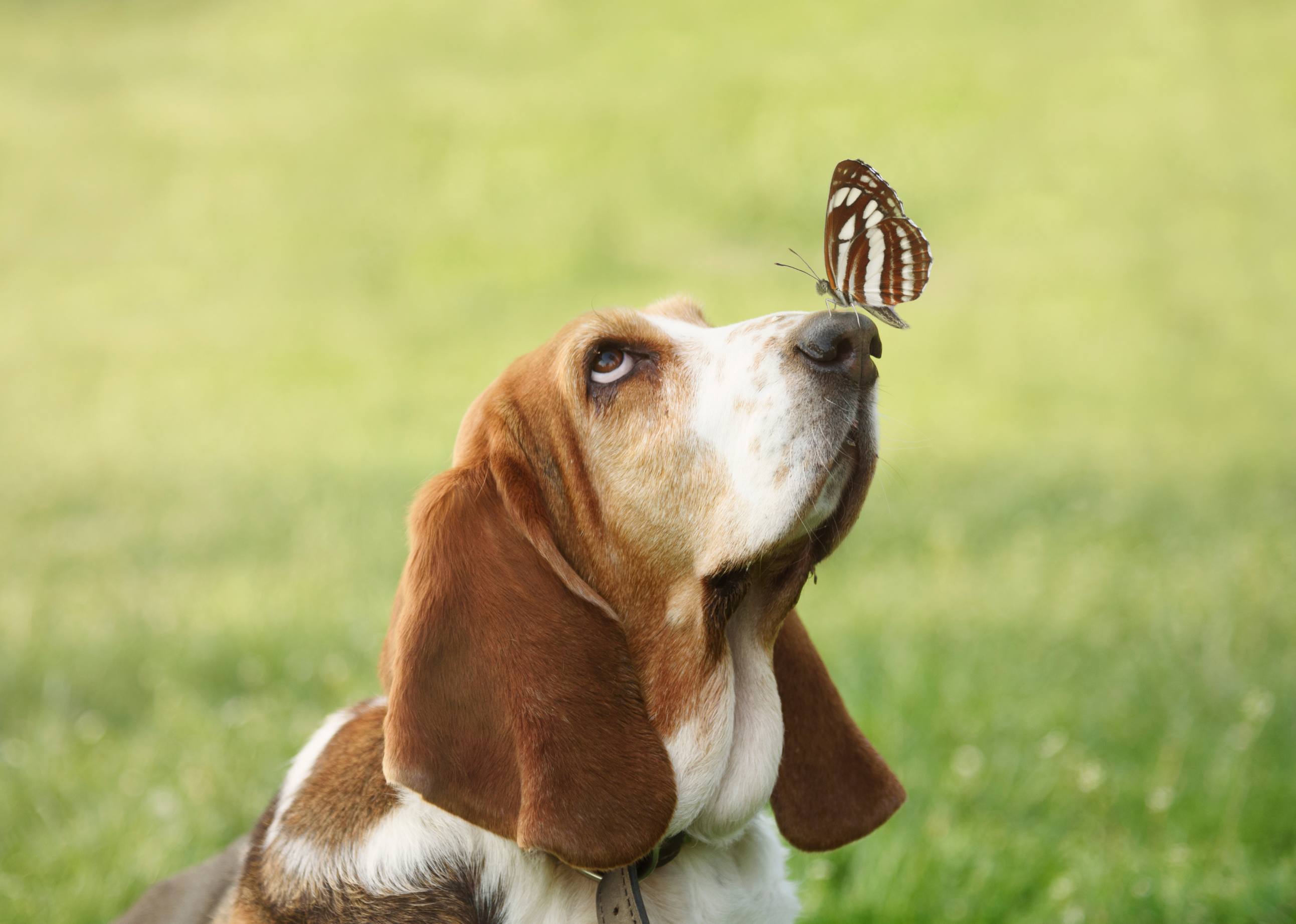 Dog Daycare Bozeman MT